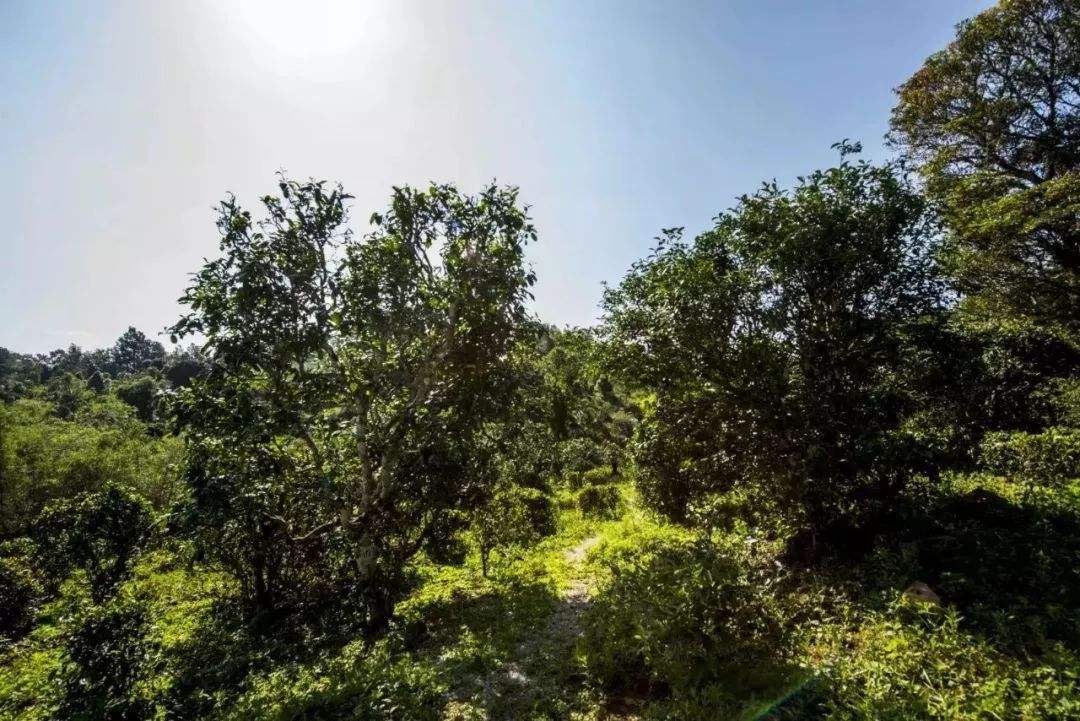 2022年迷帝古樹(shù)春茶多少錢一公斤？