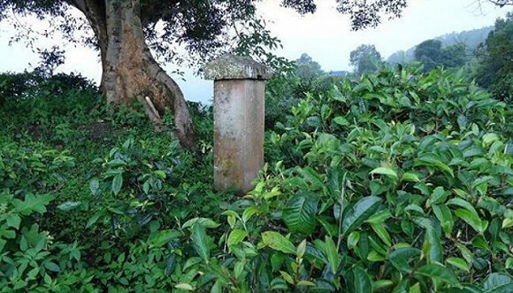 2022年迷帝古樹(shù)春茶價(jià)格？