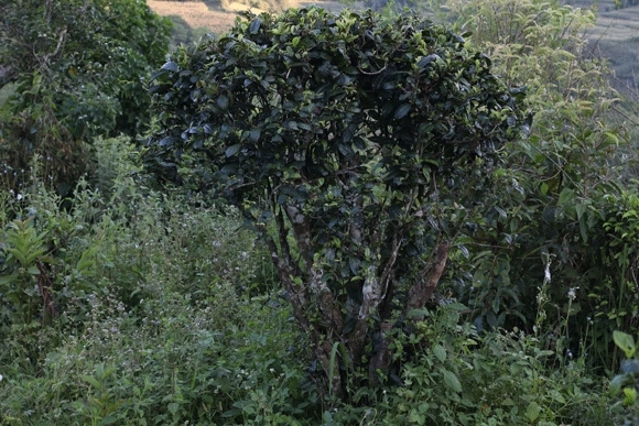 2022年迷帝古樹春茶，這里的茶 皇帝都著迷