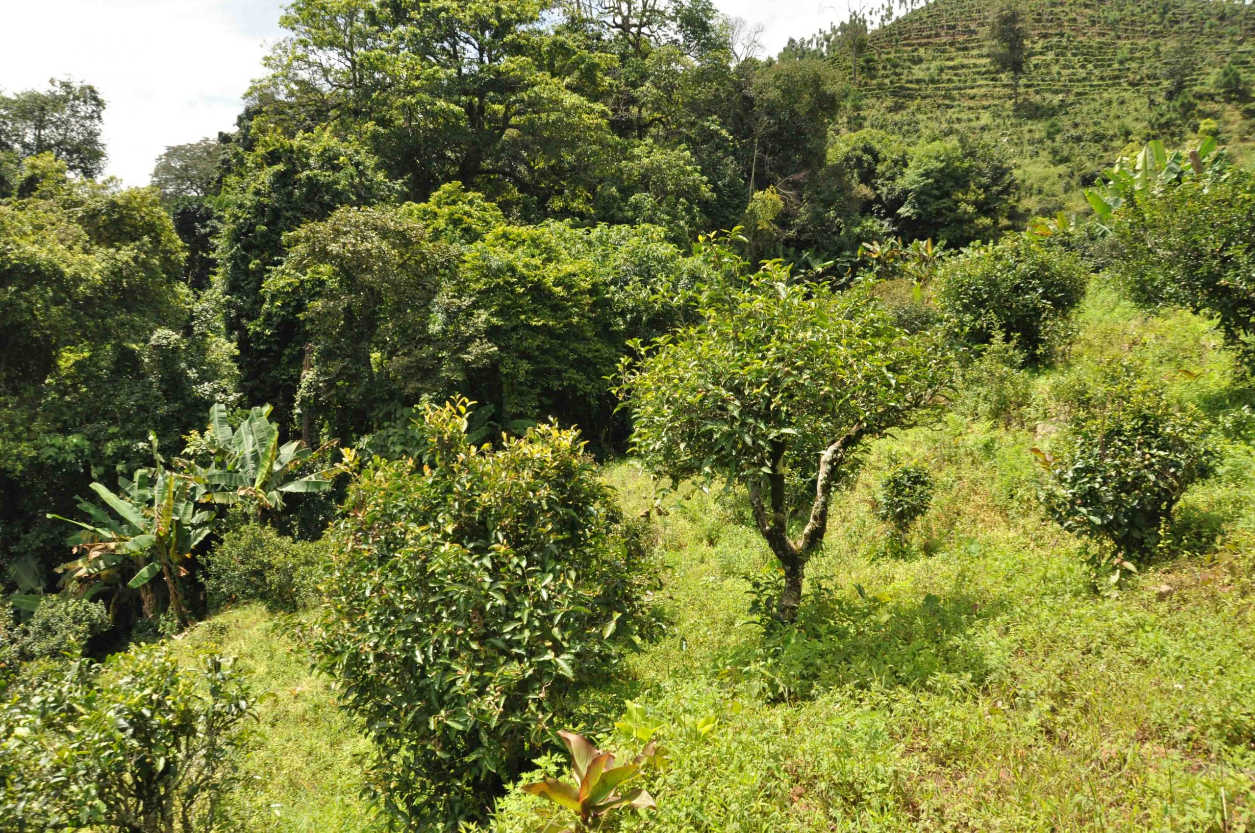 2022年墨江鳳凰窩古樹(shù)春茶特點(diǎn)是什么？