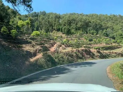 2022年墨江鳳凰窩古樹(shù)春茶價(jià)格？