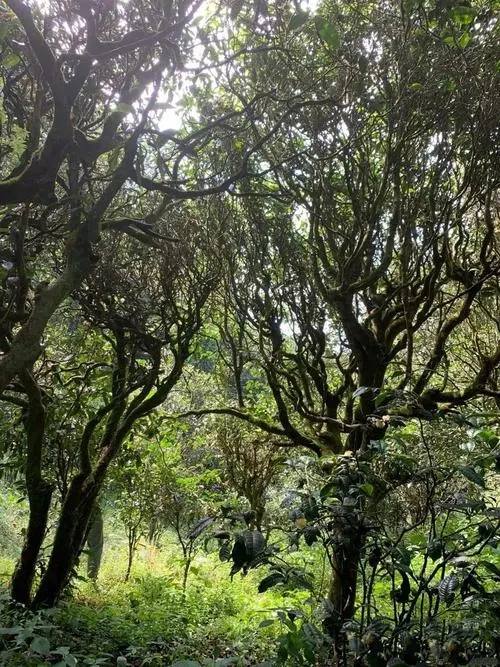 2022年墨江鳳凰窩古樹(shù)春茶多少錢一公斤？