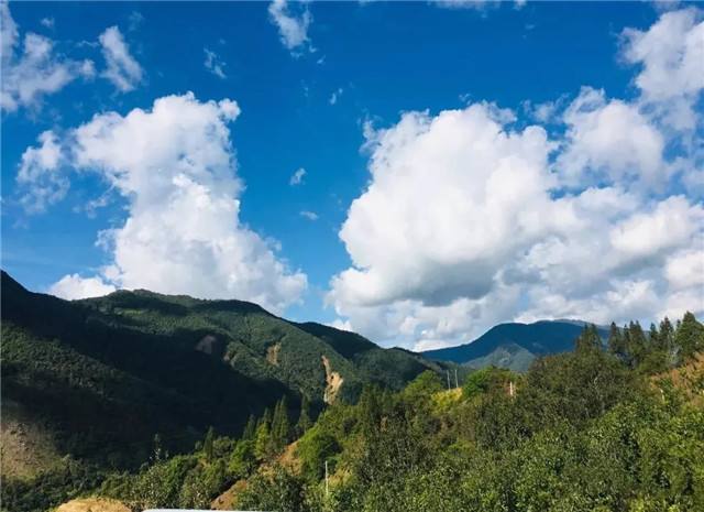 2022年景谷黃草壩古樹春茶多少錢一公斤？