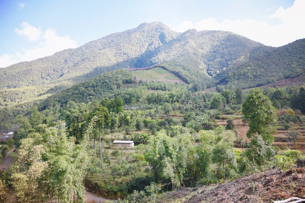 2022年景谷黃草壩古樹春茶價(jià)格？