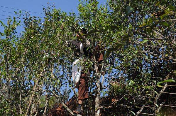 2022年景谷黃草壩古樹春茶品鑒實錄！