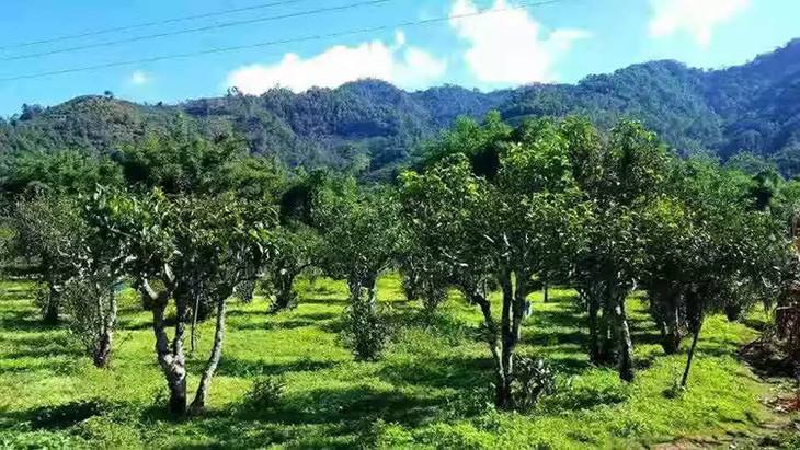 2022年景谷秧塔古樹春茶特點(diǎn)是什么？