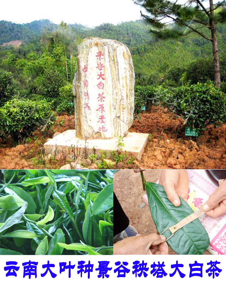 2022年景谷秧塔古樹(shù)春茶口感是什么？