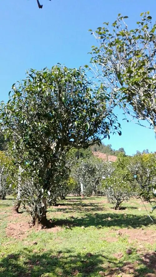 2022年景谷秧塔古樹春茶價格是多少？