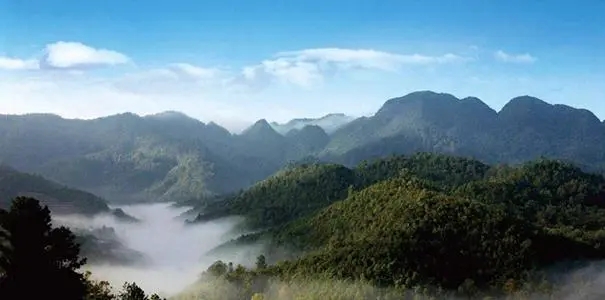 2022年景谷苦竹山古樹春茶口感？