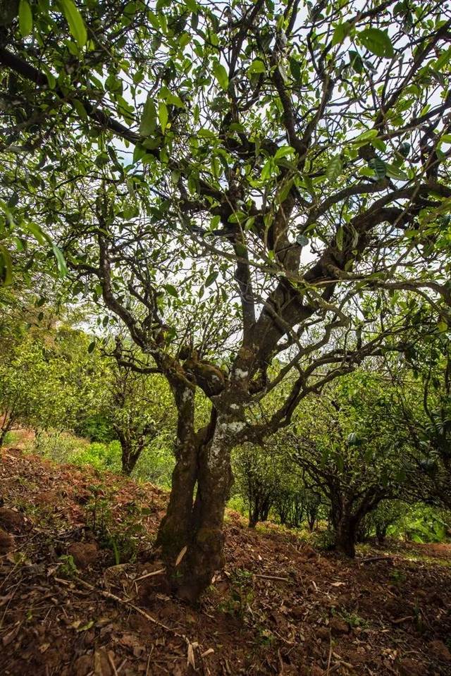 2022年景谷苦竹山古樹春茶多少錢一公斤？