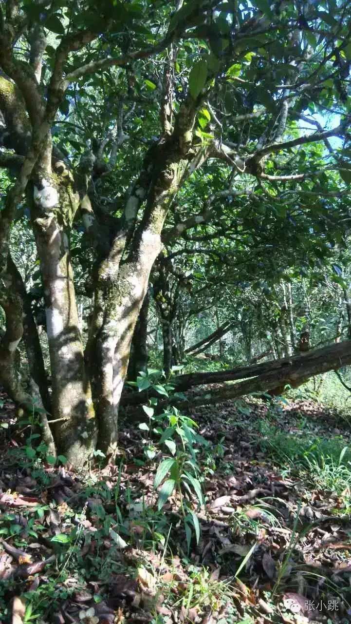 2022年景谷苦竹山古樹春茶價格多少？