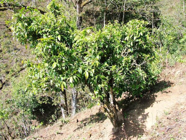 2022年景東御筆古茶山古樹(shù)春茶特點(diǎn)？