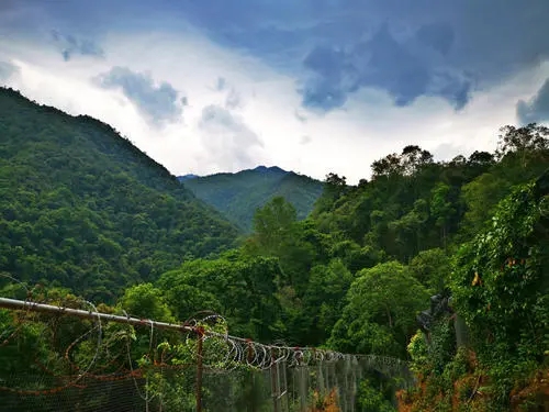 2022年景東御筆古樹春茶價格多少？