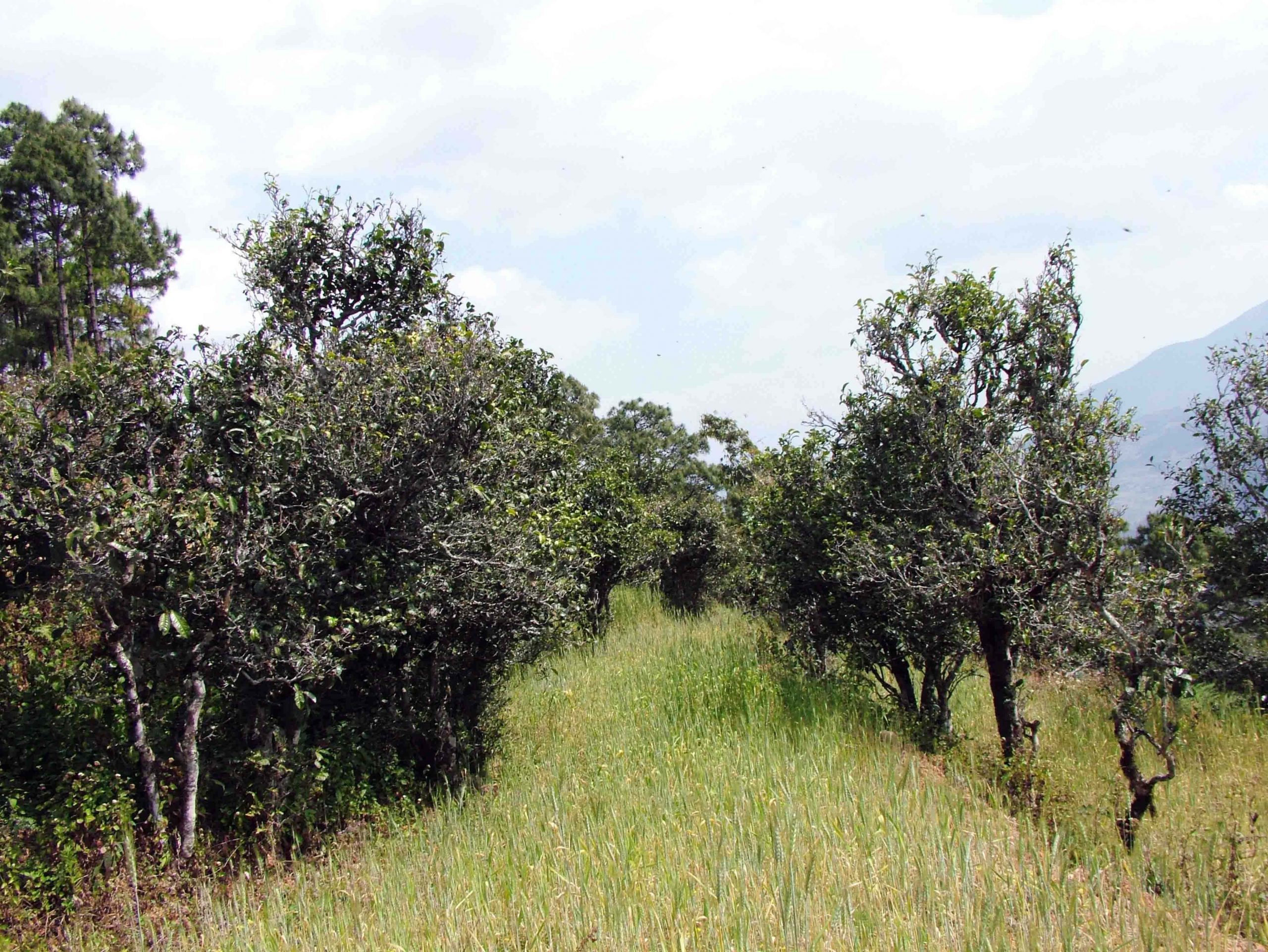 2022年景東老倉福德古樹春茶口感特點？