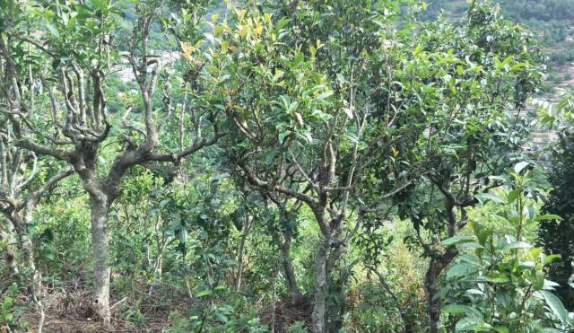 2022年景東金鼎古樹春茶口感特點？