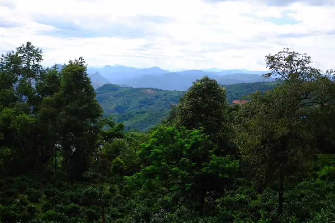 2022年景東祭茶祖 迎春茶，古樹春茶多少錢一公斤？