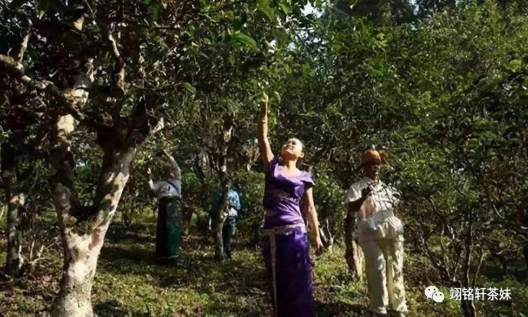 2022年鎮(zhèn)沅爺號(hào)大爺馬鄧古樹春茶特點(diǎn)？