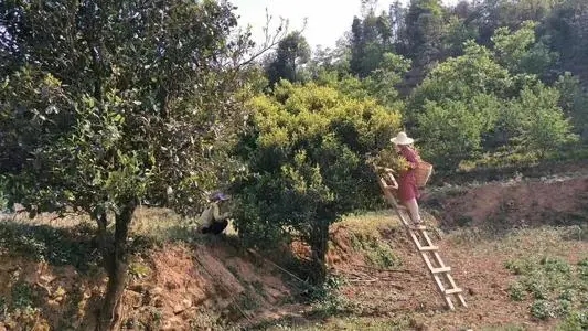 2022年鎮(zhèn)沅馬鄧古樹春茶口感是什么？