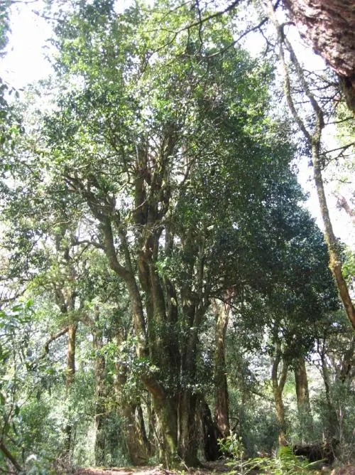 2022年鎮(zhèn)沅馬鄧古樹春茶價(jià)格是多少？