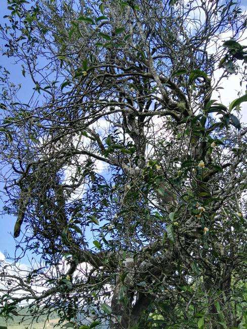 2022年鎮(zhèn)沅老海塘古樹春茶特點(diǎn)？