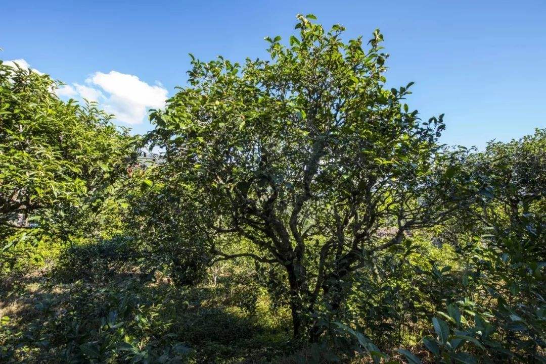 2022年鎮(zhèn)沅老海塘古樹春茶口感？