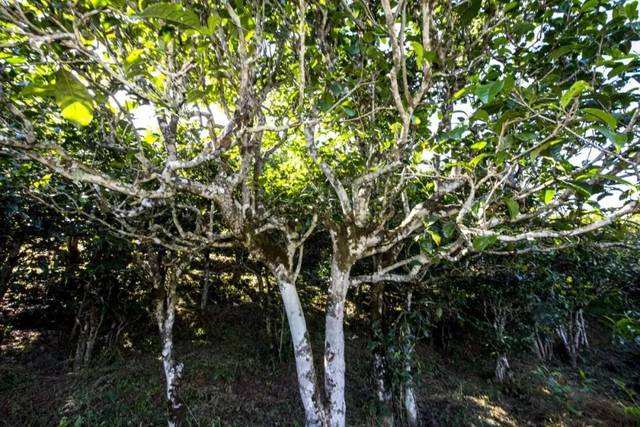 2022年鎮(zhèn)沅老海塘古樹春茶價格？