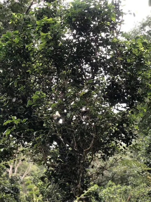 2022年鎮(zhèn)沅砍盆箐古樹春茶口感？