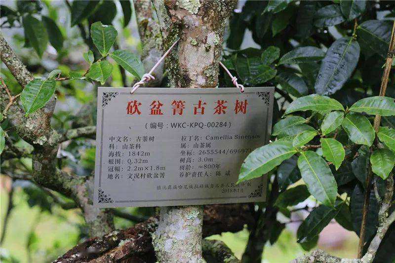 2022年鎮(zhèn)沅砍盆箐古樹春茶價格？