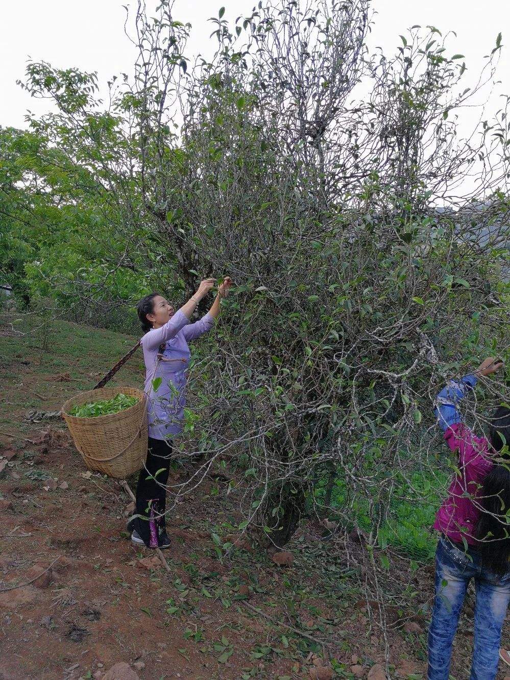 2022年鎮(zhèn)沅打筍山古樹春茶口感？