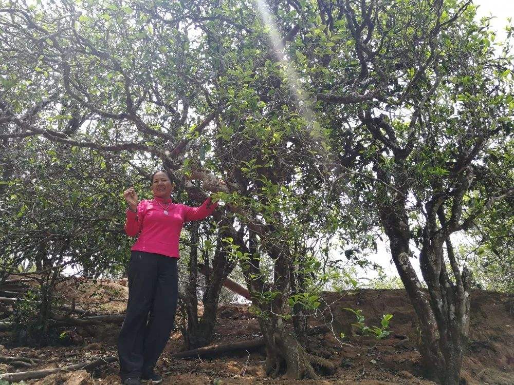 2022年鎮(zhèn)沅打筍山古樹春茶特點？