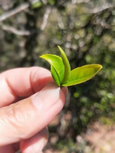 2022年野性十足的鎮(zhèn)沅打筍山古樹春茶！