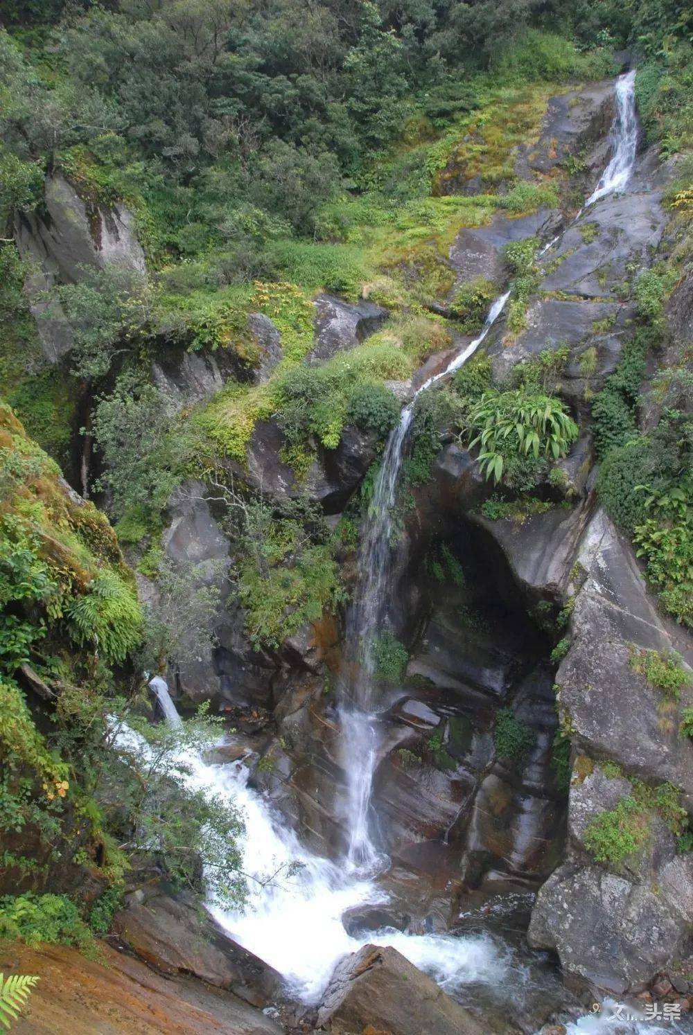 2022年鎮(zhèn)沅千家寨古樹(shù)春茶特點(diǎn)？