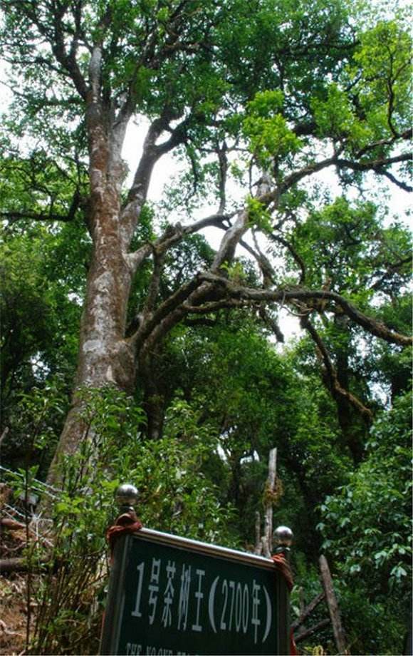 2022年鎮(zhèn)沅千家寨古樹(shù)春茶價(jià)格？