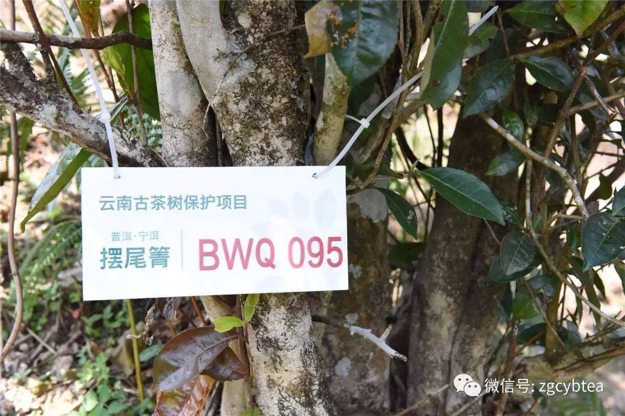 2022寧洱擺尾箐古樹(shù)春茶多少錢(qián)一公斤？