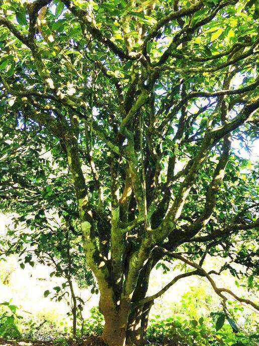 2022年這個(gè)春天，回到家鄉(xiāng)擺尾箐，與家人一起用心制茶！