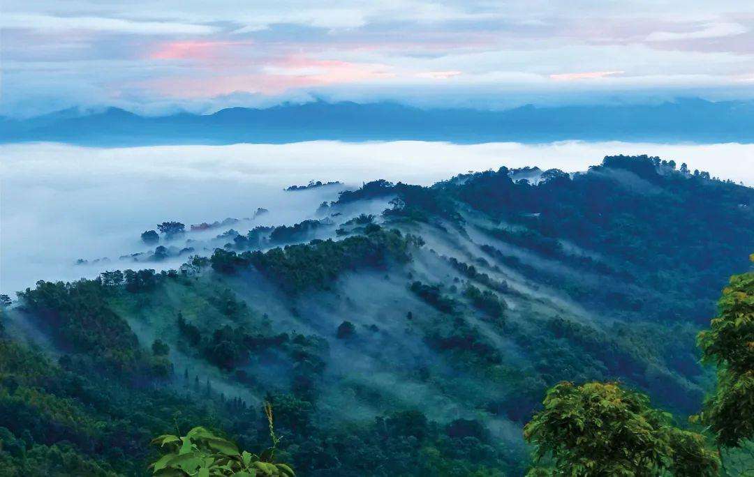 2022年景邁山古茶林為什么可以申遺？