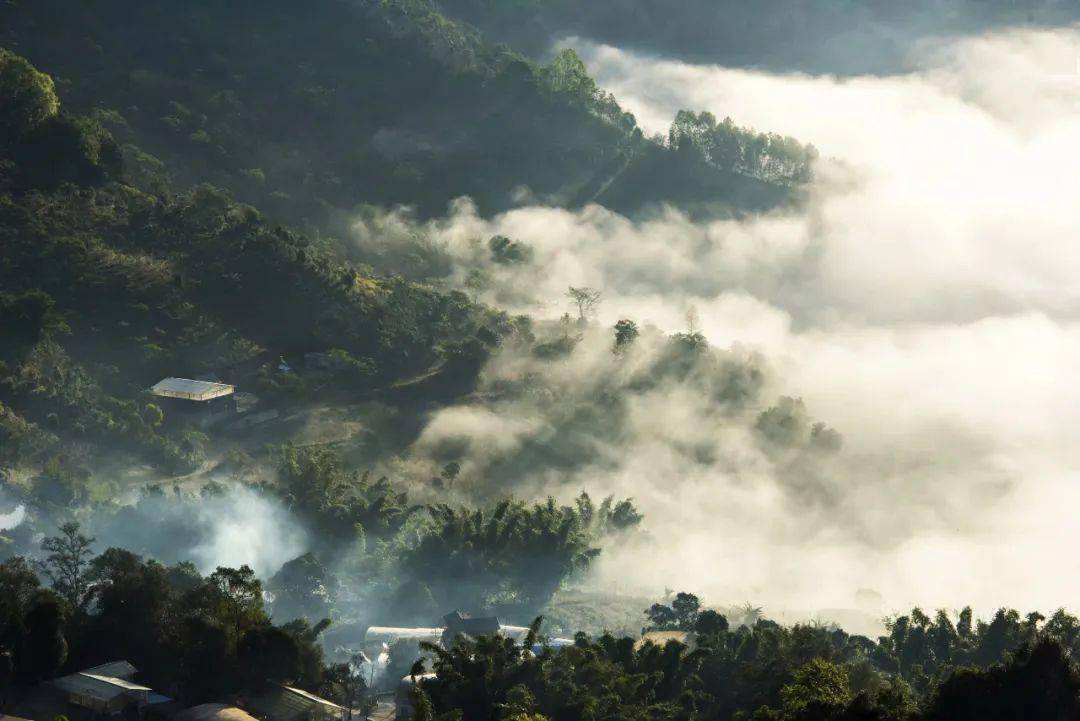 2022景邁山古樹(shù)春茶價(jià)格？