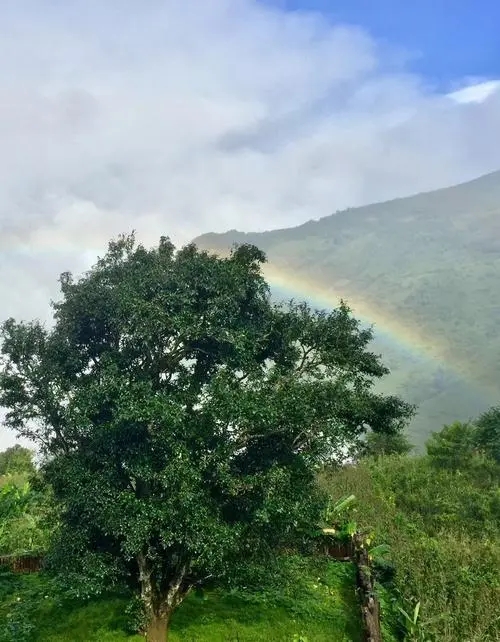 2022 年邦崴古樹(shù)春茶價(jià)格多少錢(qián)一公斤？