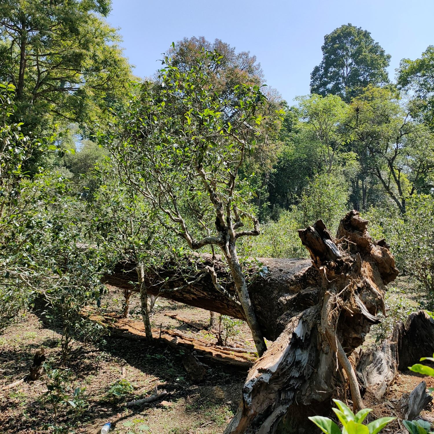 2022麻黑古樹春茶口感？