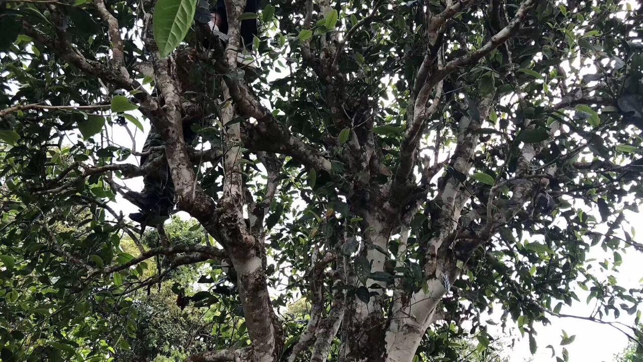 2022年麻黑古樹春茶價(jià)格？