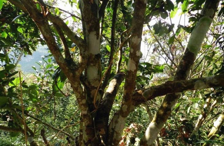 2022年大漆樹古樹春茶特點？