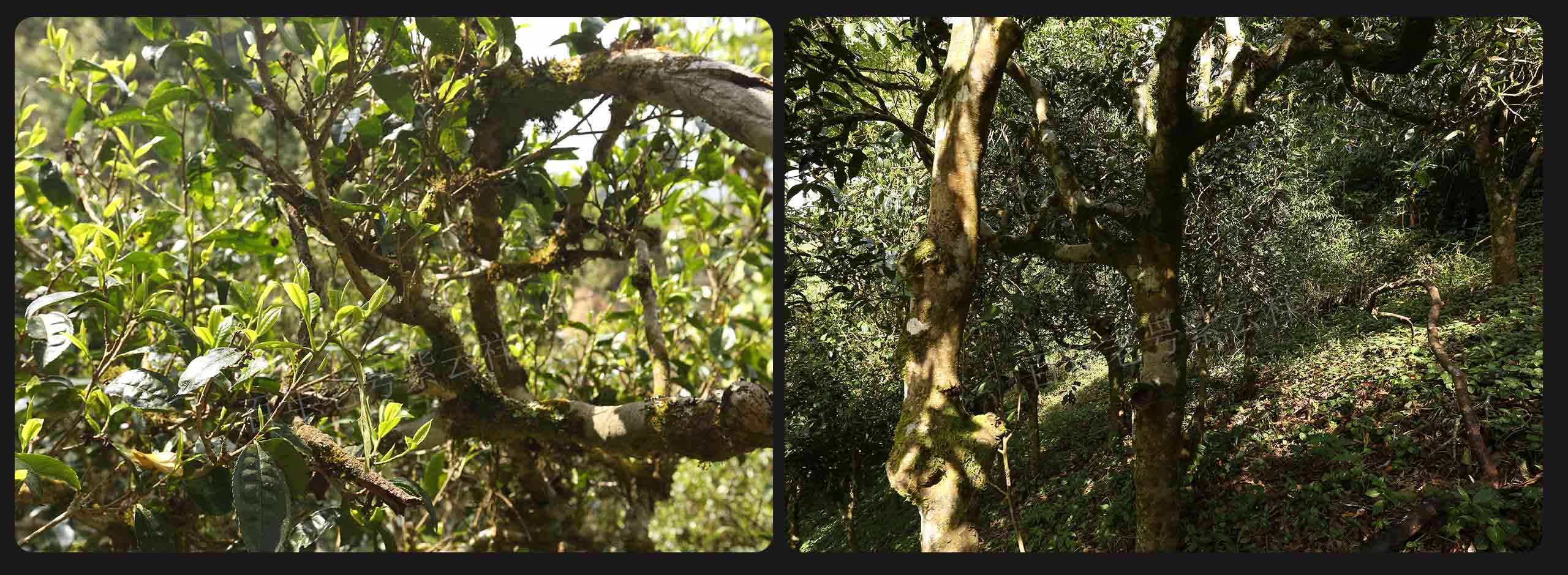 2022年大漆樹古樹春茶價格？