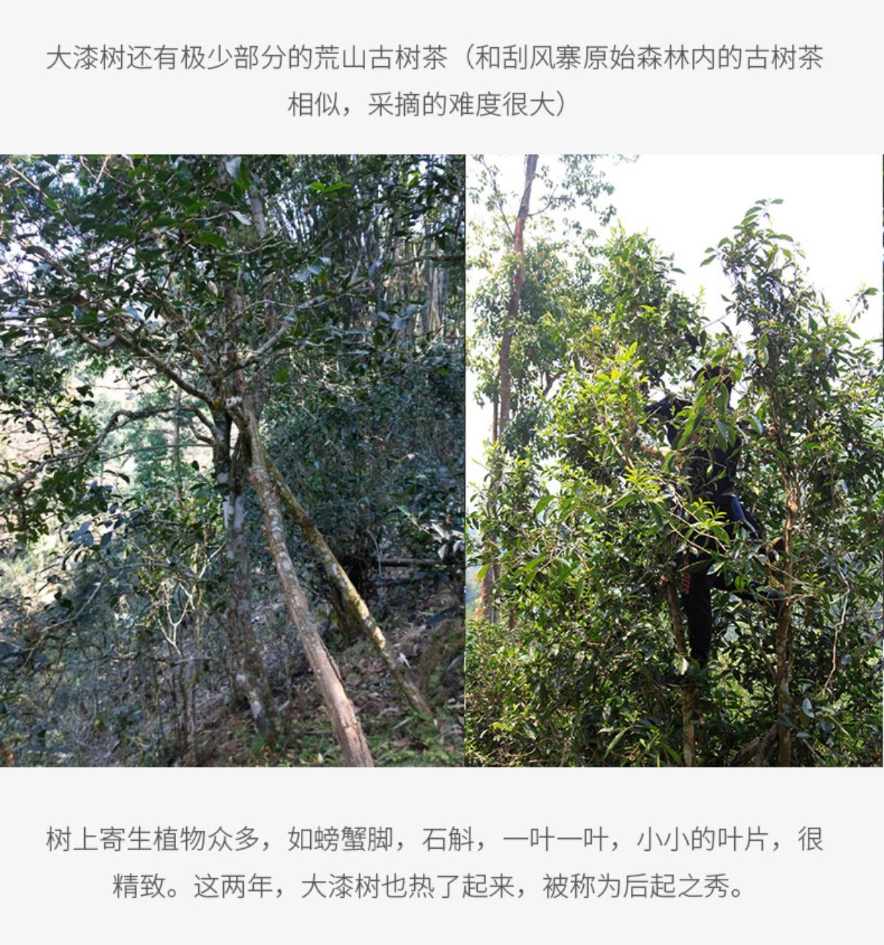 2022年大漆樹古樹春茶多少錢一公斤？