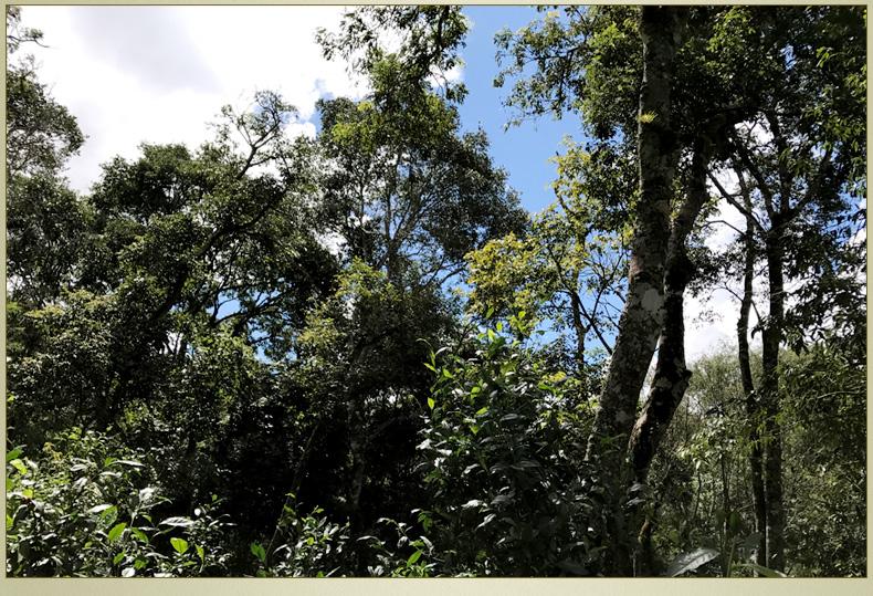 2022年大漆樹古樹春茶丨你壓根就喝不到的喉韻，它就有