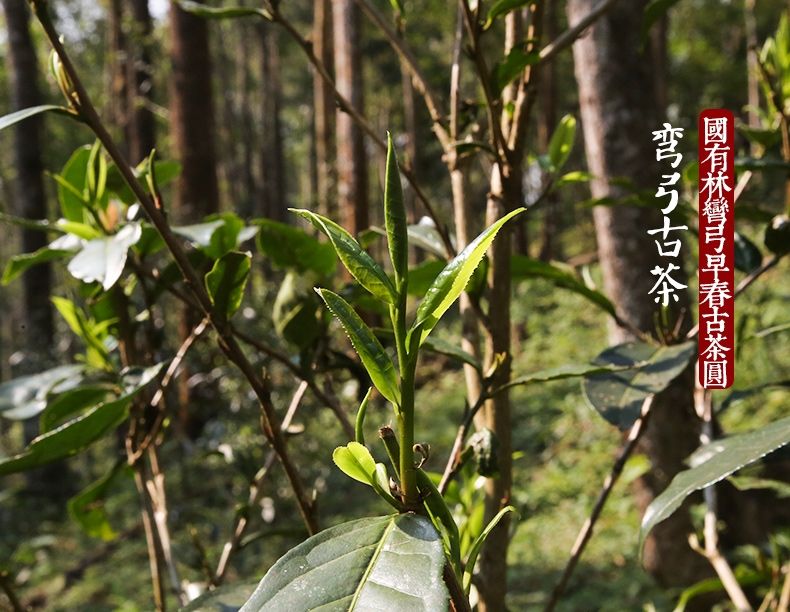 2022年彎弓大寨的古樹春茶為何如此之珍貴？