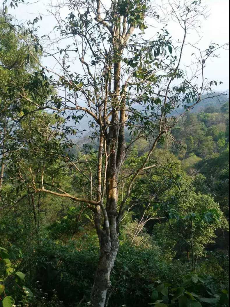 2022年彎弓古樹春茶多少錢一公斤？