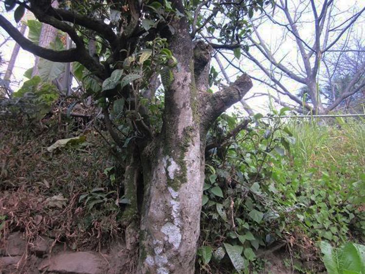 2022年白茶園古樹春茶特點？