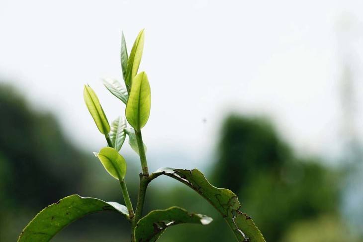 2022年白茶園古樹春茶品鑒！