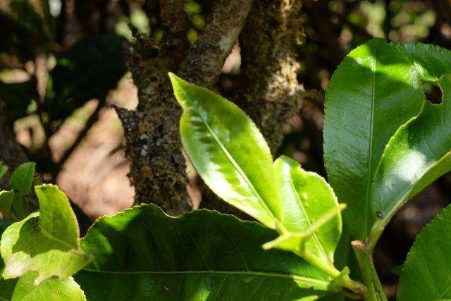 2022年白茶園古樹春茶價格？