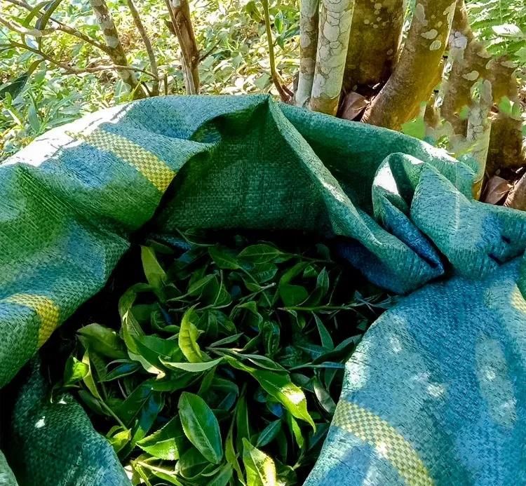 2022年鳳凰窩古樹(shù)春茶口感？